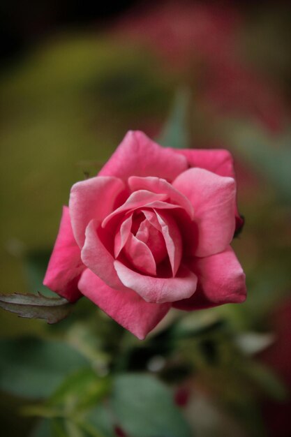 Blumen sind in der Tat eines der schönsten Geschenke der Natur für uns.