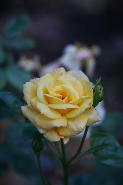 Blumen sind in der Tat eines der schönsten Geschenke der Natur für uns.