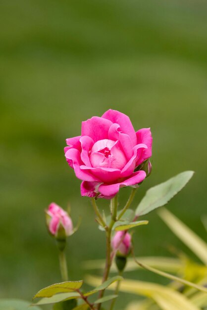 Blumen sind in der Tat eines der schönsten Geschenke der Natur für uns.