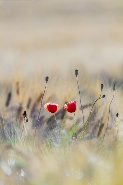 Foto blumen sind in der tat eines der schönsten geschenke der natur für uns.