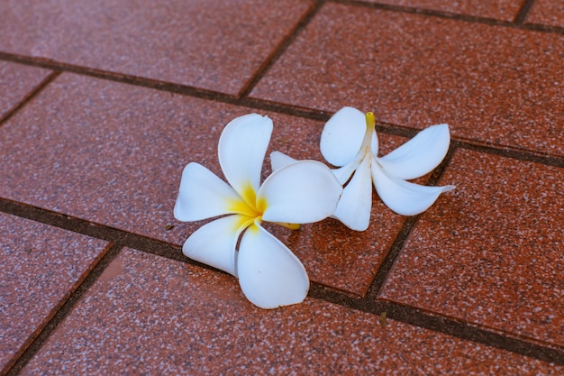 Blumen sind weißer Zementboden