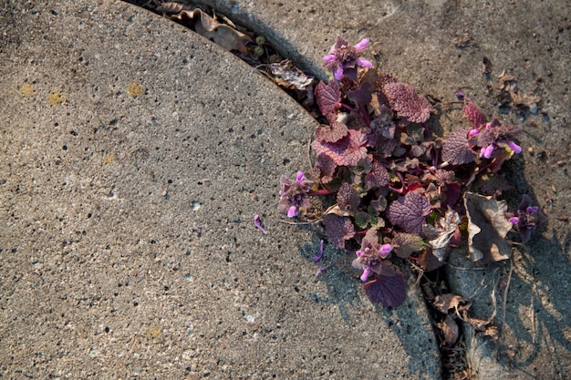 Blumen sprießen durch den Beton