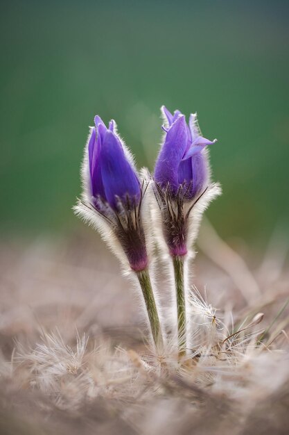 Blumen träumen Gras Pulsatilla Patens bei Sonnenaufgang