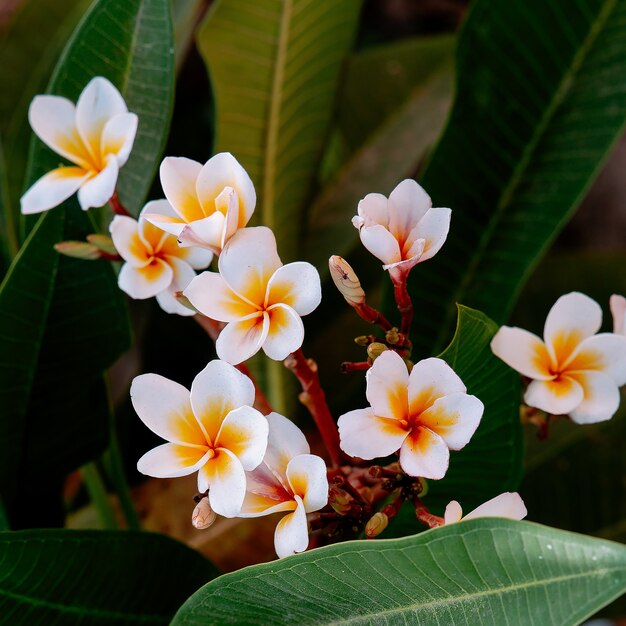 Blumen. Tropische Natur. Vietnam