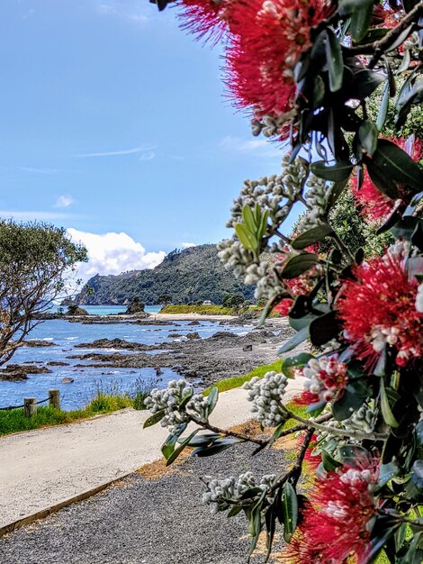 Foto blumen und bäume gegen den himmel