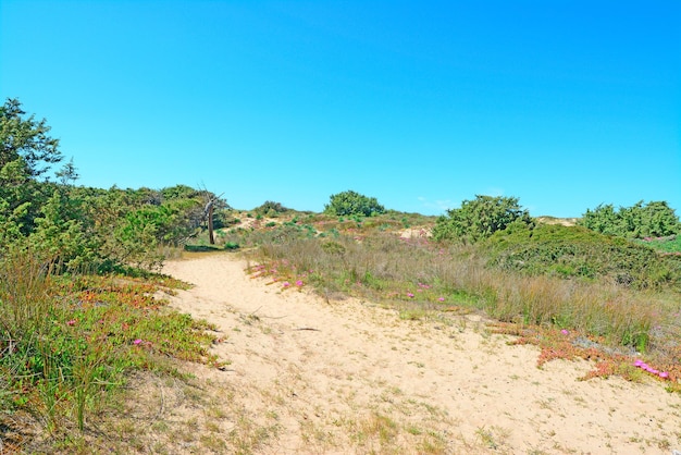 Blumen und Bäume in einer Snad-Düne in Sardinien