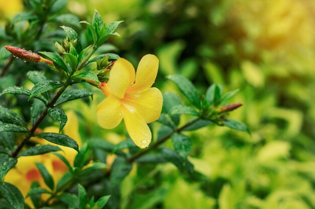 Blumen und Blätter in der Regenzeit.