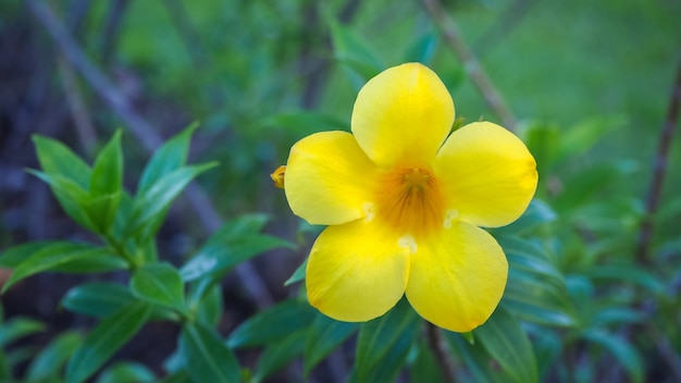 Blumen und Blätter in der schönen Natur für den Hintergrund