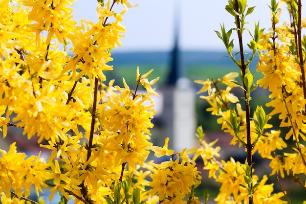 Blumen und Blüten im Frühjahr