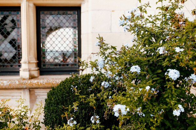 Blumen und büsche am fenster des alten schlosses.