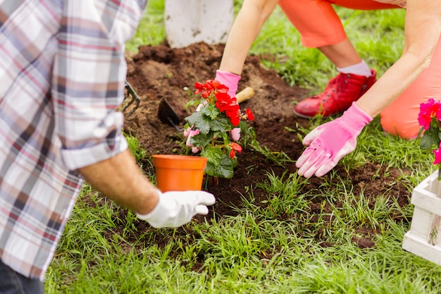 Blumen und Erde. Mann und Frau pflanzen Blumen, nachdem sie den Boden angereichert haben, während sie die Sommerzeit genießen