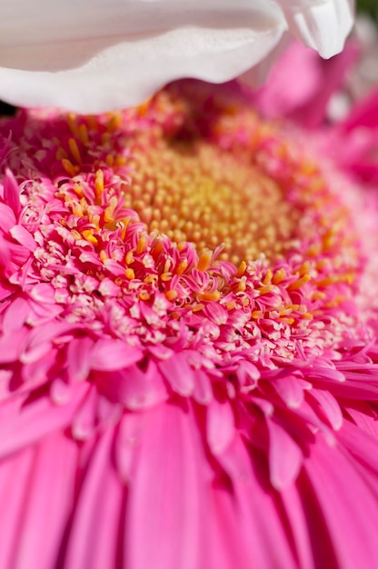 Blumen und Gänseblümchen mit großen Blütenblättern und lebendigen Farben, Frühlingsbild