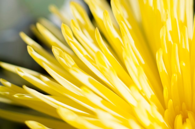 Blumen und Gänseblümchen mit großen Blütenblättern und lebendigen Farben, Frühlingsbild