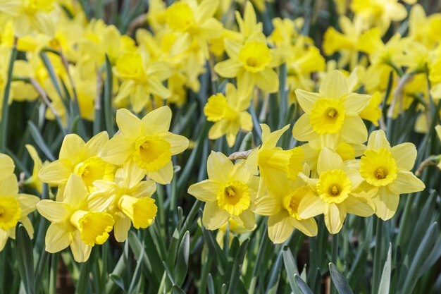 Blumen- und grüner Blatthintergrund im Blumengarten am sonnigen Sommer- oder Frühlingstag