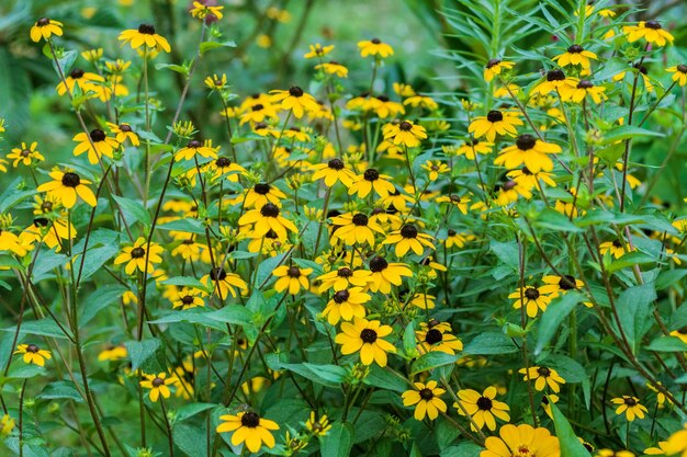 Foto blumen und grünes gras textur hintergrund im freien