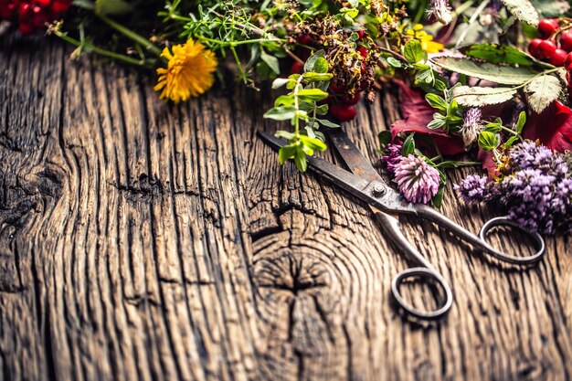 Blumen und Heilkräuter auf einer rustikalen Holzoberfläche mit Schere.