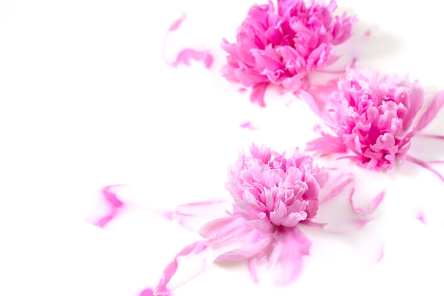 Blumen und Milch Bad Rosa Pfingstrose Blume in Milch Das Konzept der zarten Schönheit Reinheit Kopieren Sie Platz
