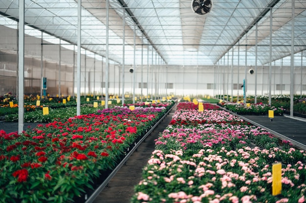 Blumen und Pflanzen, die im Gewächshaus wachsen