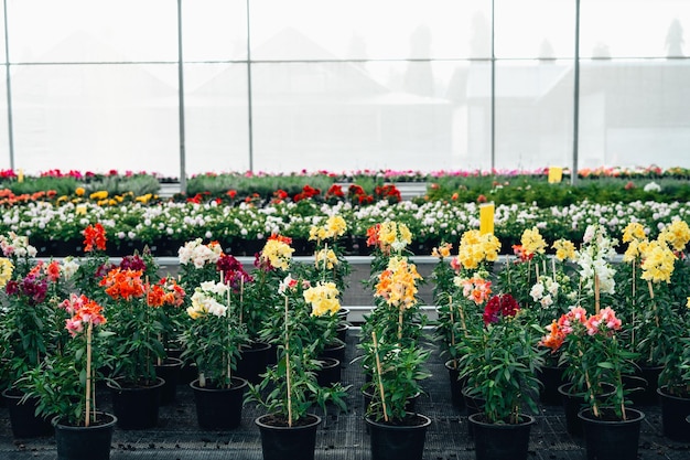 Blumen und Pflanzen, die im Gewächshaus wachsen