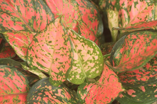 Blumen und Pflanzen haben geistige Heilkräfte, die Menschen helfen können
