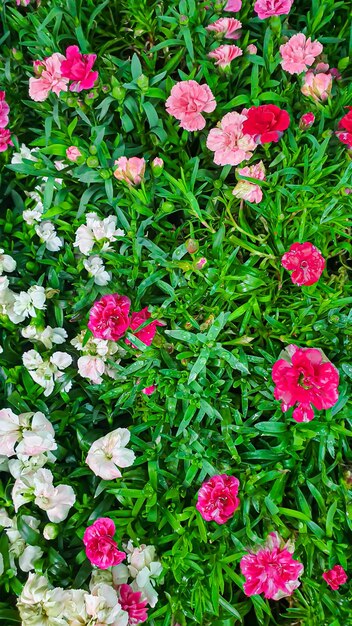 Blumen- und Pflanzensetzlinge für den Garten oder zu Hause. Setzlinge in Töpfen