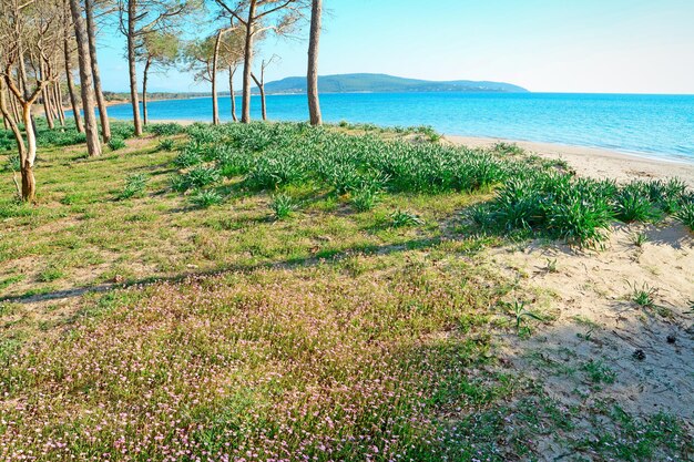 Blumen und Pinien in Mugoni Beach Sardinien