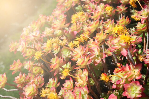 Blumen und saftiges Arrangement in Töpfen