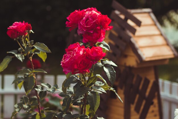 Blumen und Wasserfall in den historischen Butchart-Gärten