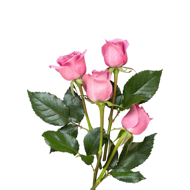 Blumen Valentinstag Zusammensetzung Rahmen aus rosa Rose auf grauem Hintergrund Flach liegend Draufsicht Kopierraum