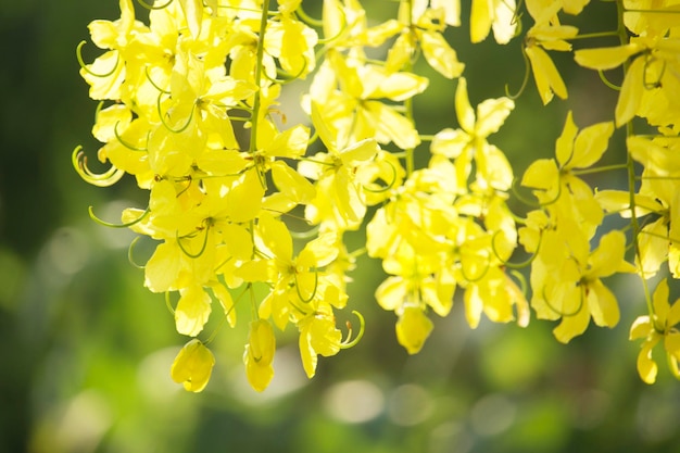 Blumen vermehren sich, die auf dem Baum blühen