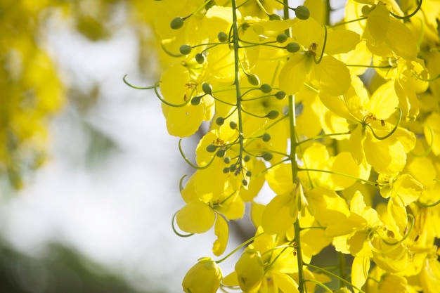 Blumen vermehren sich, die auf dem Baum blühen