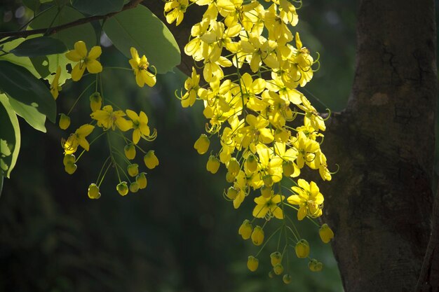 Blumen vermehren sich, die auf dem Baum blühen