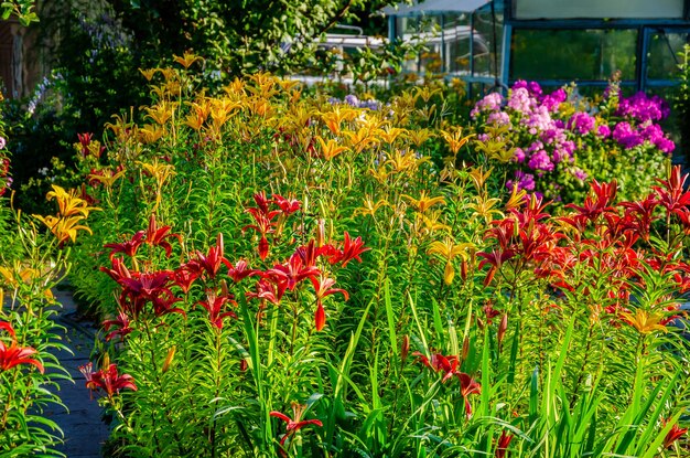 Blumen verschiedener Arten im Garten an einem Sommertag.