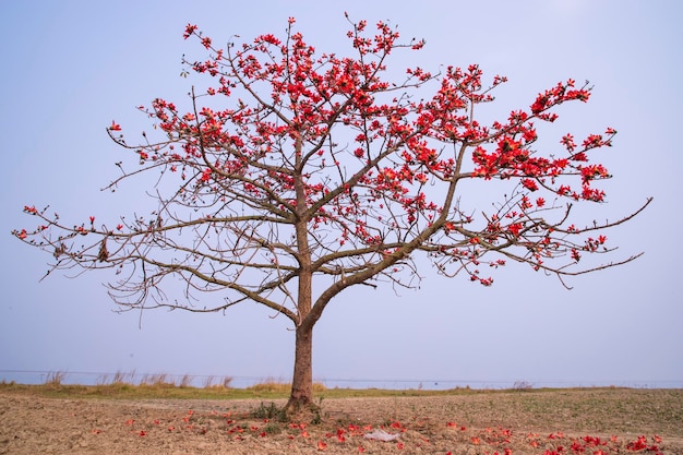 Blumen von Bombax ceiba Baum auf dem Hintergrund des blauen Himmels