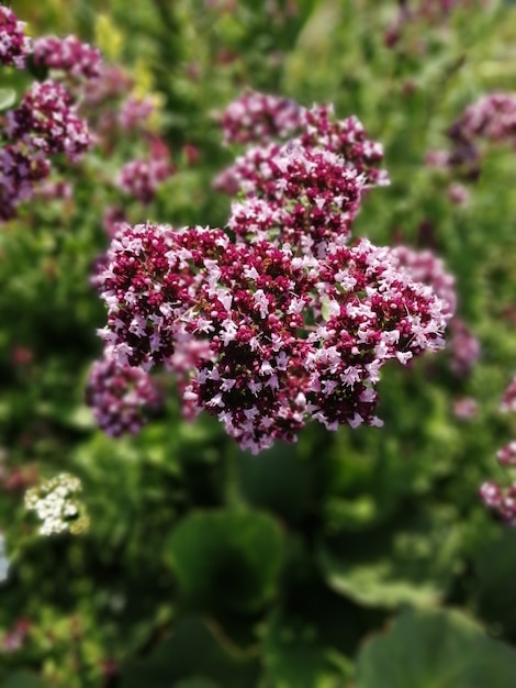 Blumen von duftendem Oregano im Garten, Honigpflanze, die Bienen anzieht