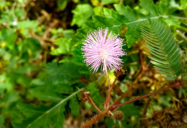 Blumen von empfindlichen Pflanzen oder schläfrigen Pflanzen oder dem Touchmenot-Baum oder Mimosa Pudica