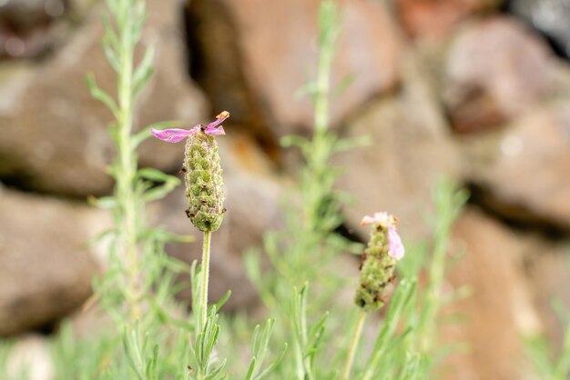 Blumen von französischem Lavendel oder Lavandula stoechas wachsen auf dem Feld