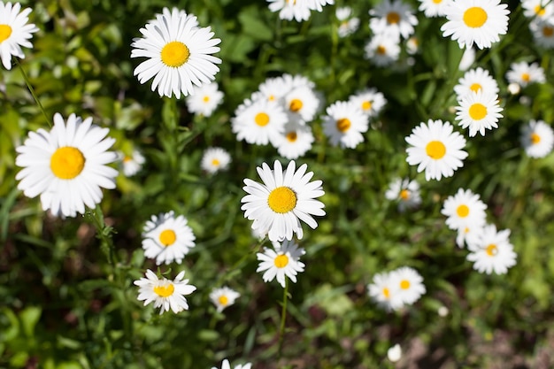 Blumen von Gänseblümchen auf dem Feld im Freien Helle Farben der Natur