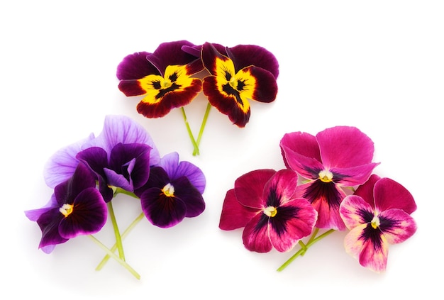 Blumen von Garten-Stiefmütterchen Viola