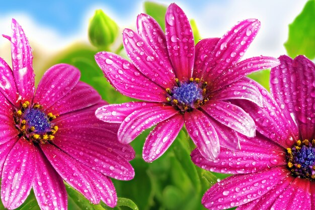 Blumen von Gazania gegen blauen Himmel. (Splendens-Gattung Asteraceae).