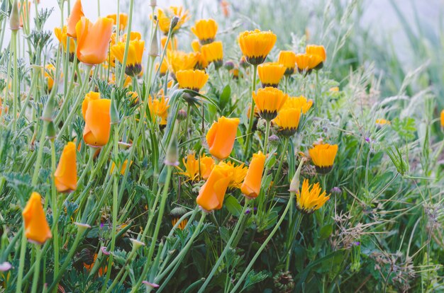 Blumen von gelben Mohnblumen.