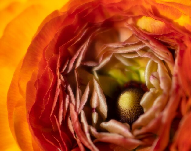 Blumen von gelborange Butterblume Ranunculus Nahaufnahme