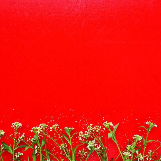 Blumen von Hirtentäschel auf rotem Hintergrund Kopieren Sie Platz für Text Karte für den Urlaub Roter Hintergrund Weiße Hirtentäschel Capsella bursapastoris Pflanze aus der Senffamilie Brassicaceae
