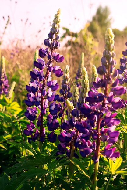 Blumen von lupinus in voller Blüte. Schöne Blumenwiese.