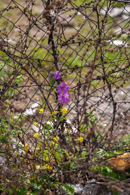 Blumen von Malve oder Malva sylvestris wachsen neben einem Zaun auf einem Bauernhof