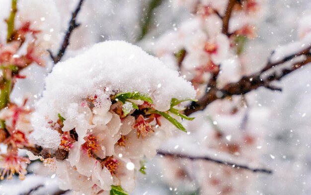 Blumen von Mandelbaum im Schnee an schneiendem Frühlingstag Schöne Naturszene mit blühendem Baum