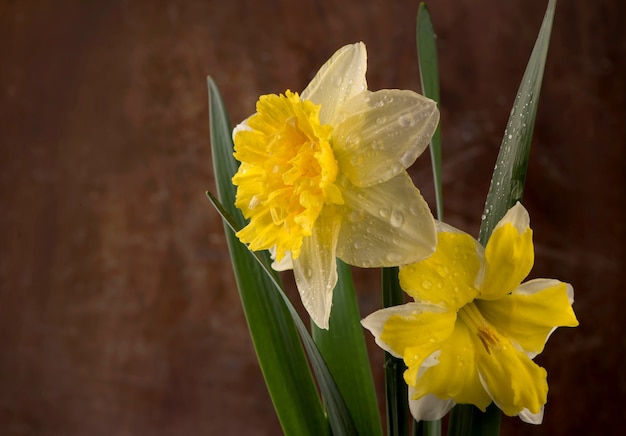 Blumen von Narzissen auf einem schwarzen Hintergrund.