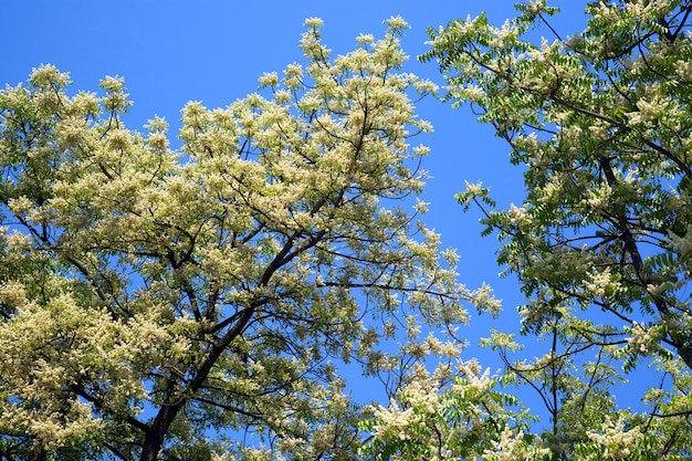 Blumen von Neem auf dem Baum