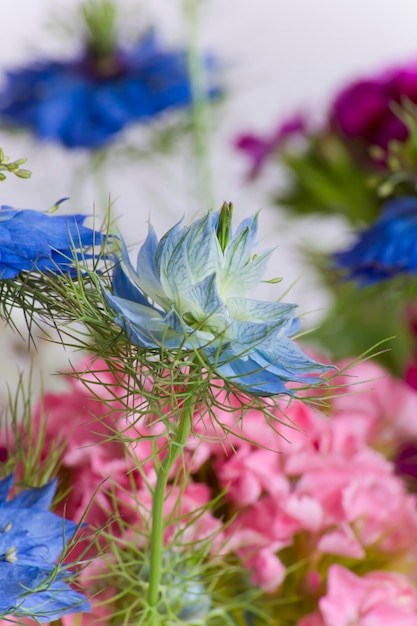 Blumen von Nigella damascena