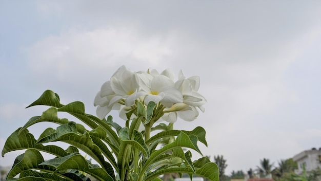 Blumen von Plumeria pudica mit natürlichem Blatthintergrund